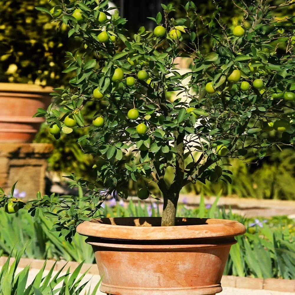 Mexican Key Lime Tree Sapling 3-4" - Live Citrus Plant - Citrus aurantiifolia - Perfect for Container Gardening