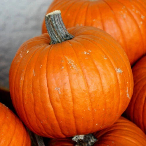 Connecticut Field Pumpkin Seeds - 25 Non-GMO Heirloom Seeds for Garden Planting - Cucurbita pepo - USA Grown