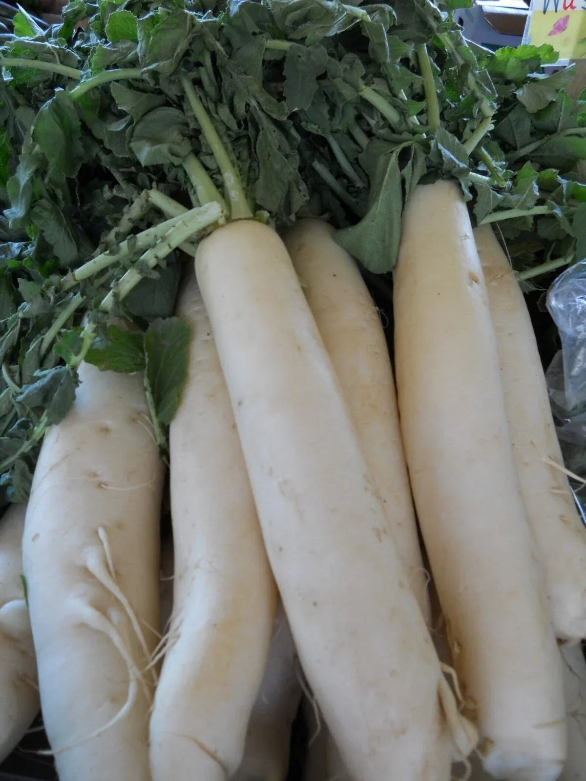 Daikon Radish Seeds - 200+ Organic Heirloom Japanese Minowase - Raphanus sativus var. longipinnatus - Vegetable Garden Planting