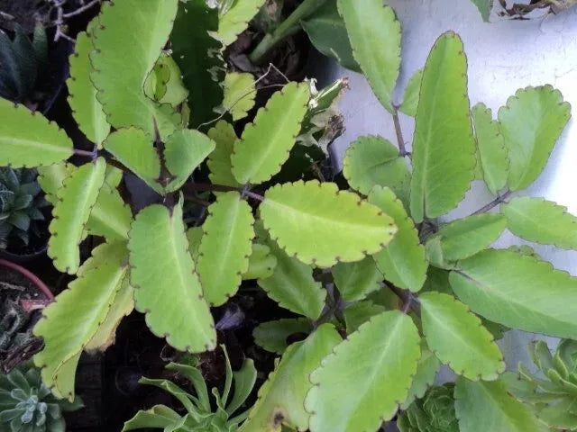 Miracle Plant Cuttings - 5 Stem Cuttings, Bryophyllum pinnatum, Organically Grown Life Plant, Easy to Propagate