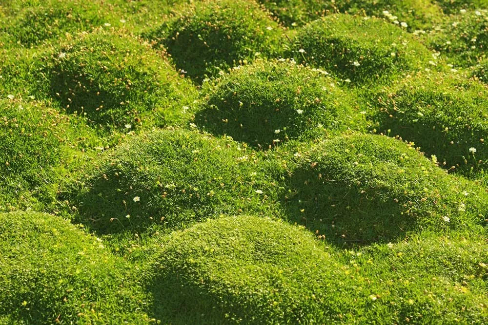 Irish Moss Seeds - 250+ Seeds - Vibrant Ground Cover - Chondrus crispus - Low-Maintenance Garden Plant