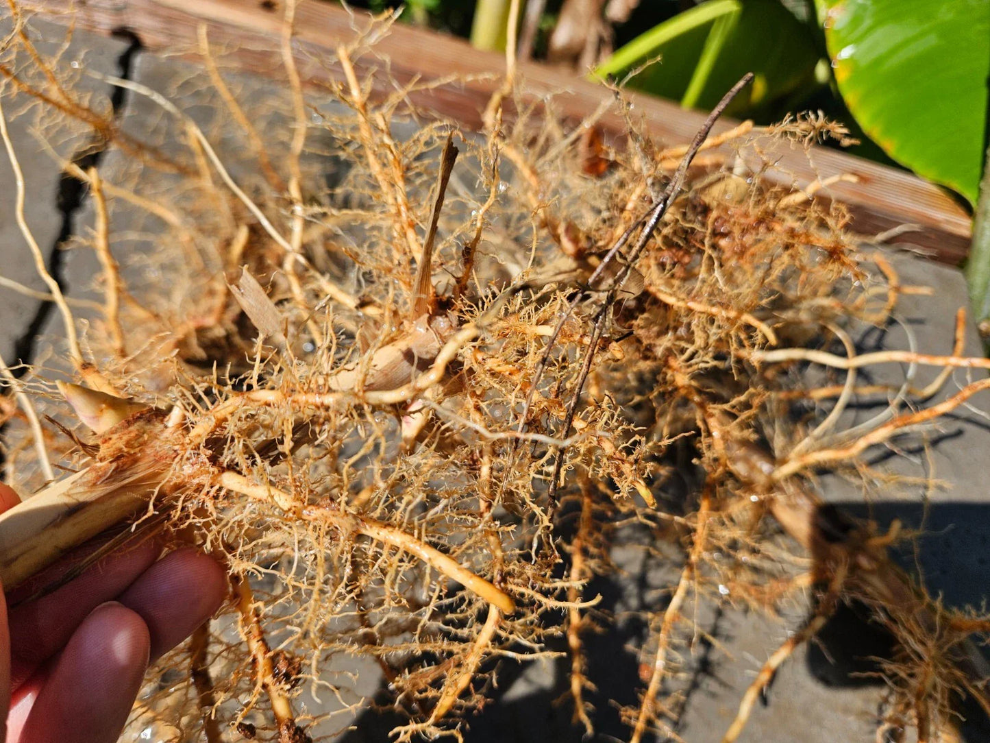 Madake Bamboo Rhizomes β Phyllostachys bambusoides, Fast-Growing Giant Bamboo, Bare Root Starter, Cold Hardy, Timber Bamboo