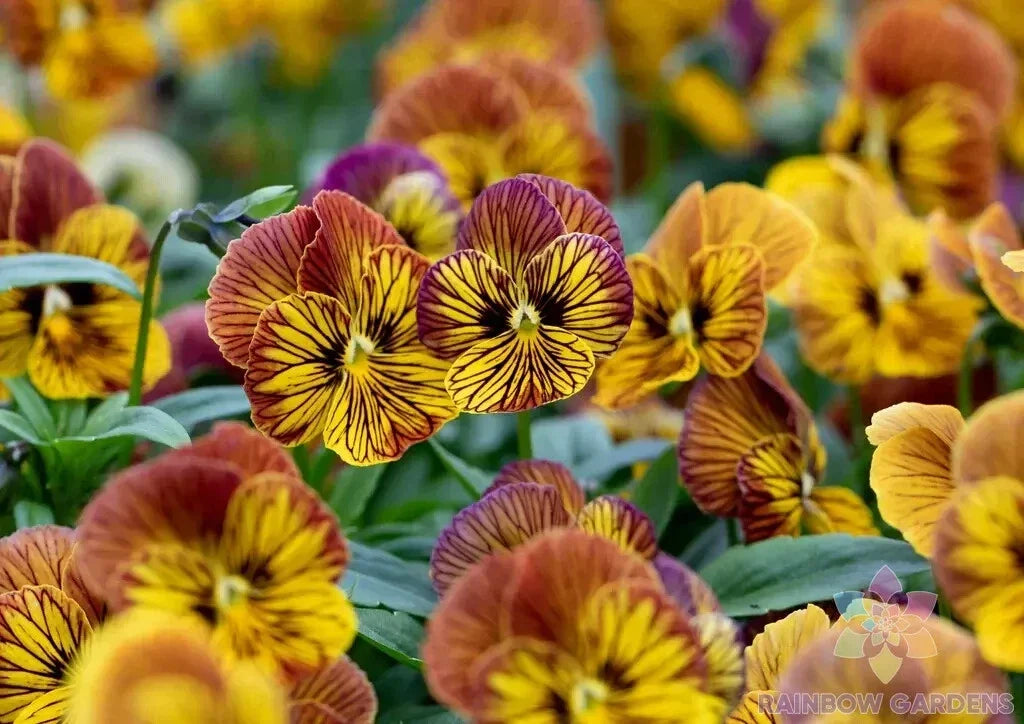 Tiger Eye Yellow Pansy Seeds - 200+ Pack - Viola x wittrockiana - Non-GMO Garden Flowers - USA Grown - Easy to Grow