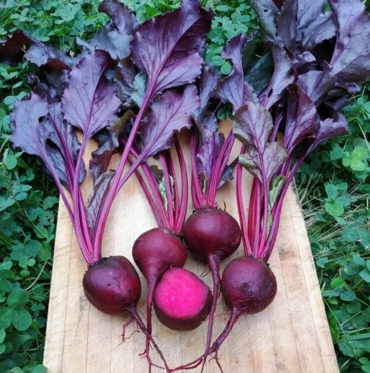 Bulls Blood Beet Seeds 2oz - Heirloom Nutritional Ornamental - Beta vulgaris - Fast Growing, Dark Foliage, 45 Days to Harvest