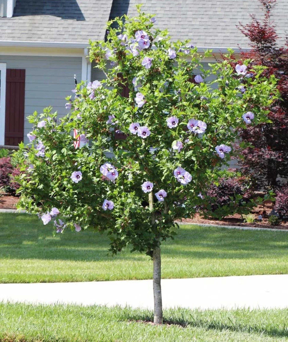 Rose Of Sharon Hibiscus Starter Plants 6-10" Bare Root Fast-Growing Summer Blooms Hibiscus syriacus - Attracts Pollinators