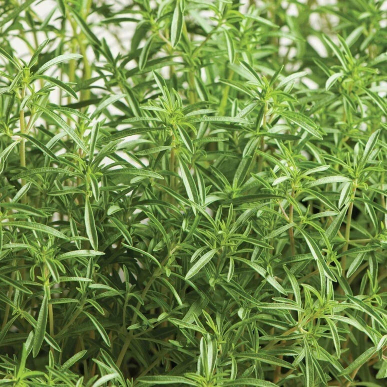Summer Savory Herb Seeds - 20 Fresh Seeds - Satureja hortensis - Non-GMO Culinary Herb - Free USA Shipping