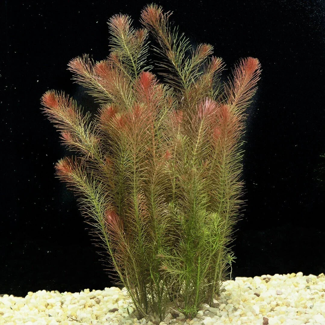 Rotala Wallichii 7 Stems - Whorly Rotala Aquatic Plant - Freshwater Aquarium Plant - Easy Care Live Plant