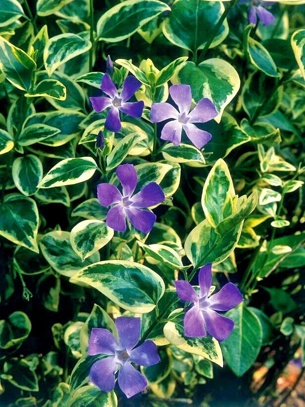 Vinca Major Variegated Big Leaf Variegata - 25 Perennial Ground Cover Plants in 3.5 Inch Pots - Vinca major 'Variegata'