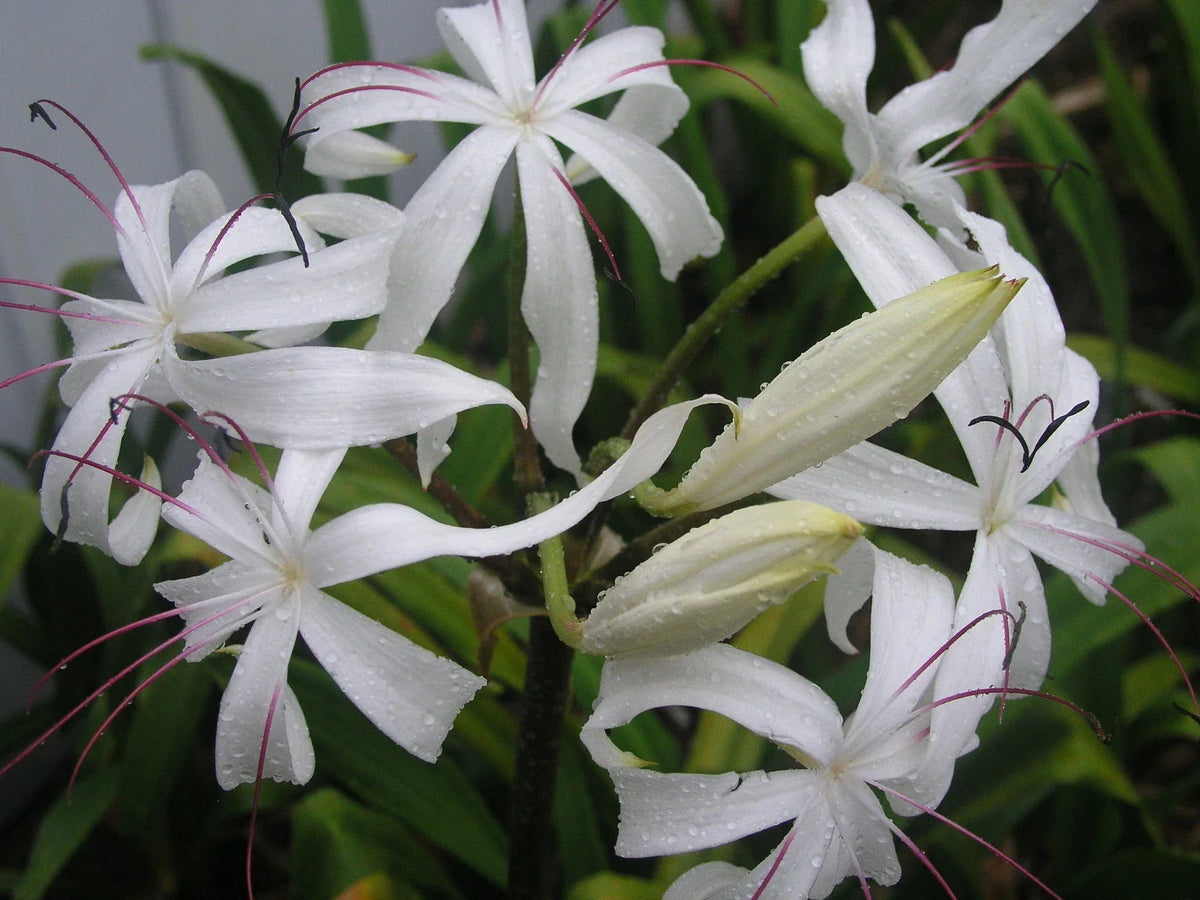 Crinum Lily Bulb, Large Blooming-Size, Crinum erubescens, Aquatic Plant for Water Gardens and Ponds