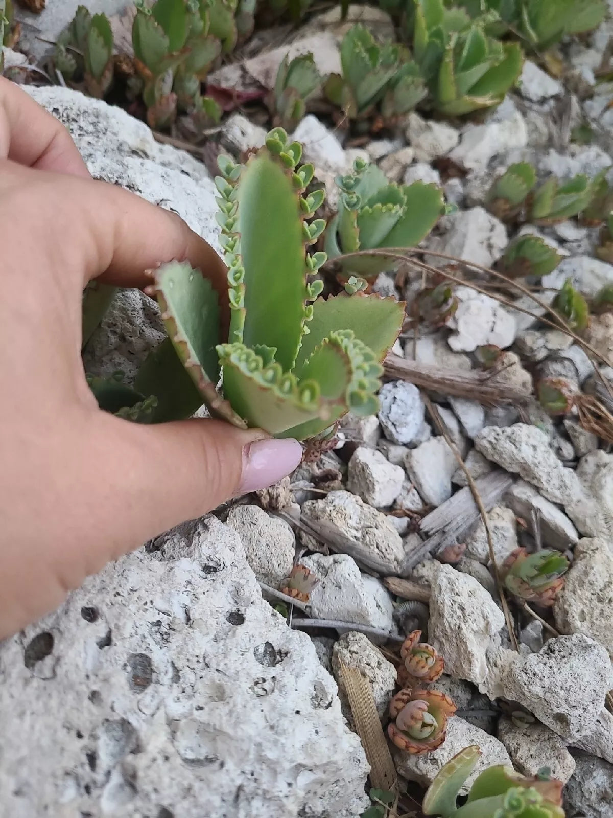 Mother of Thousands Kalanchoe Succulent Plant 2"x3" Mexican Hat - Kalanchoe daigremontiana, Low-Maintenance Indoor Greenery