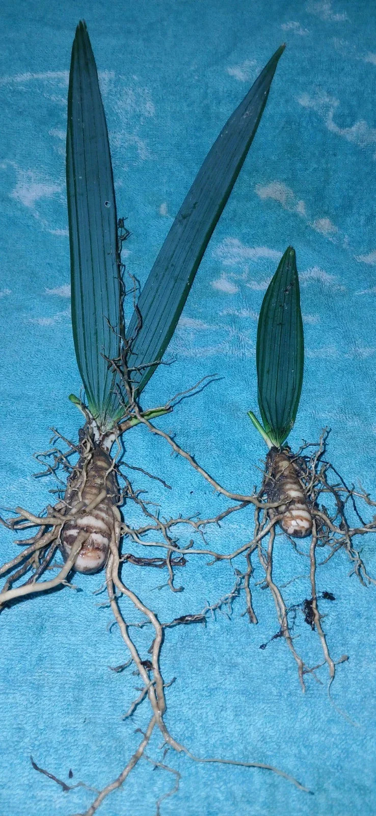 Dwarf Palmetto Palms 10-Pack Live Plants - Sabal Minor Young Trees for Tropical Gardens, Low Maintenance & Drought-Tolerant
