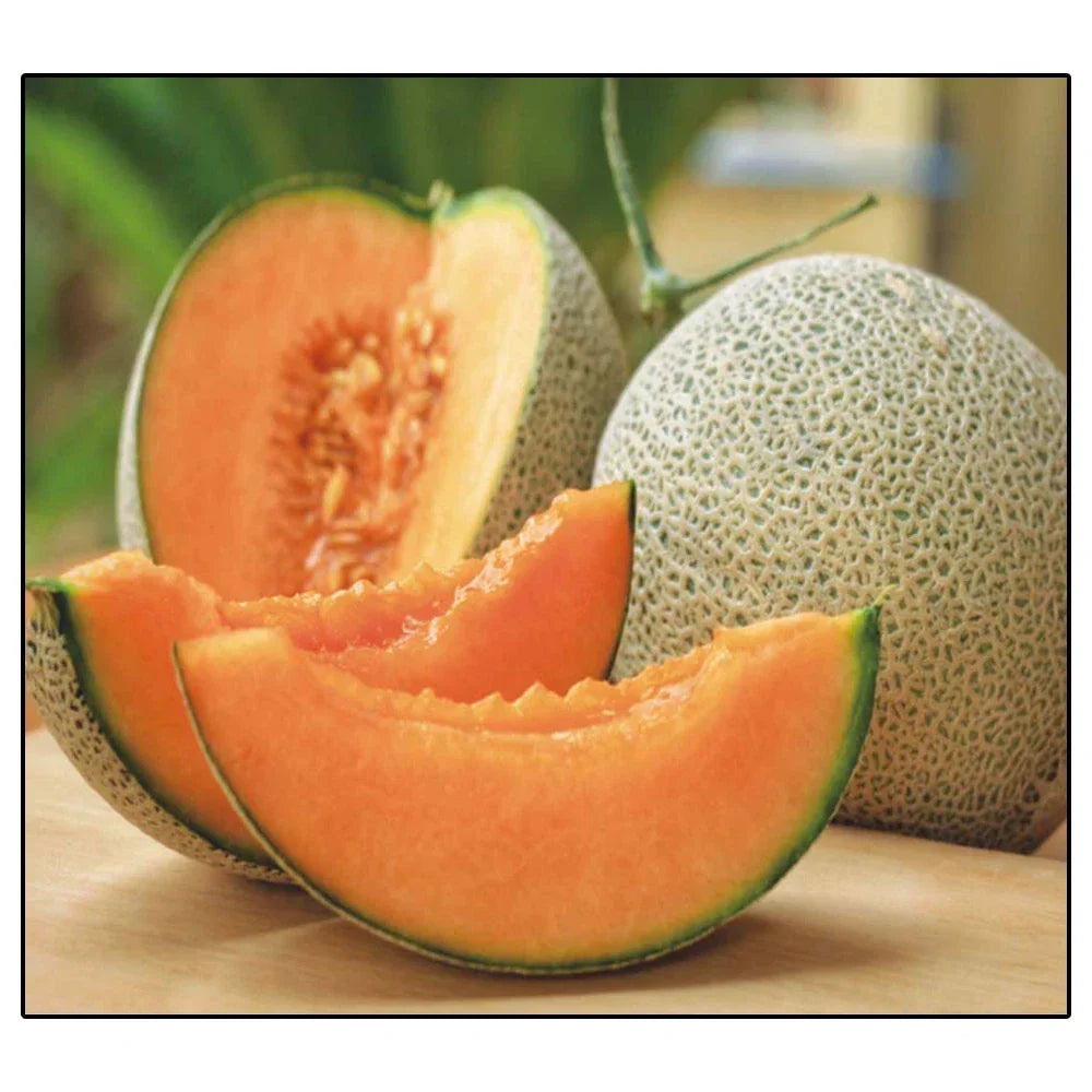 Jumbo Hales Cantaloupe Seeds | 50+ Non-GMO Heirloom Seeds | Cucumis melo | Sweet Melon for Home Garden
