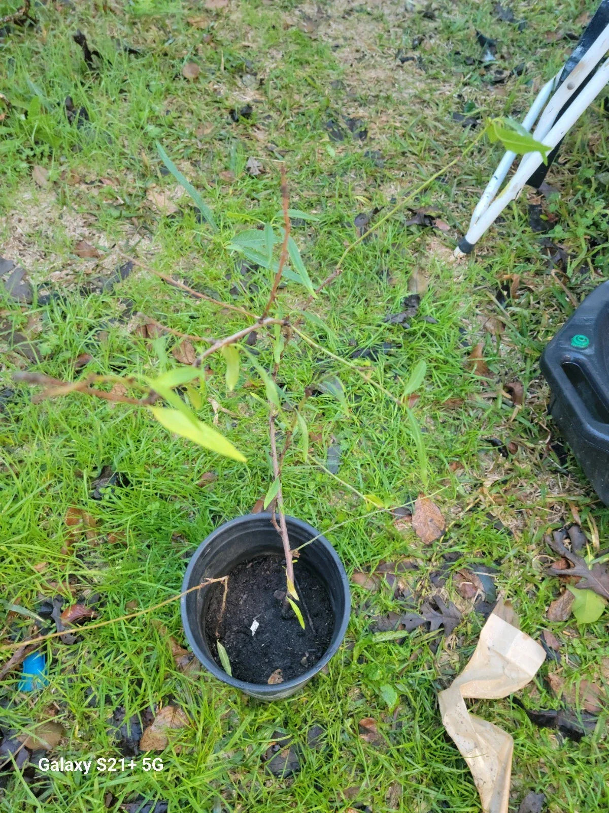 Nectarine Small Tree Starter Plant, Dwarf Variety, Prunus persica var. nucipersica, Ideal for Home Garden or Patio