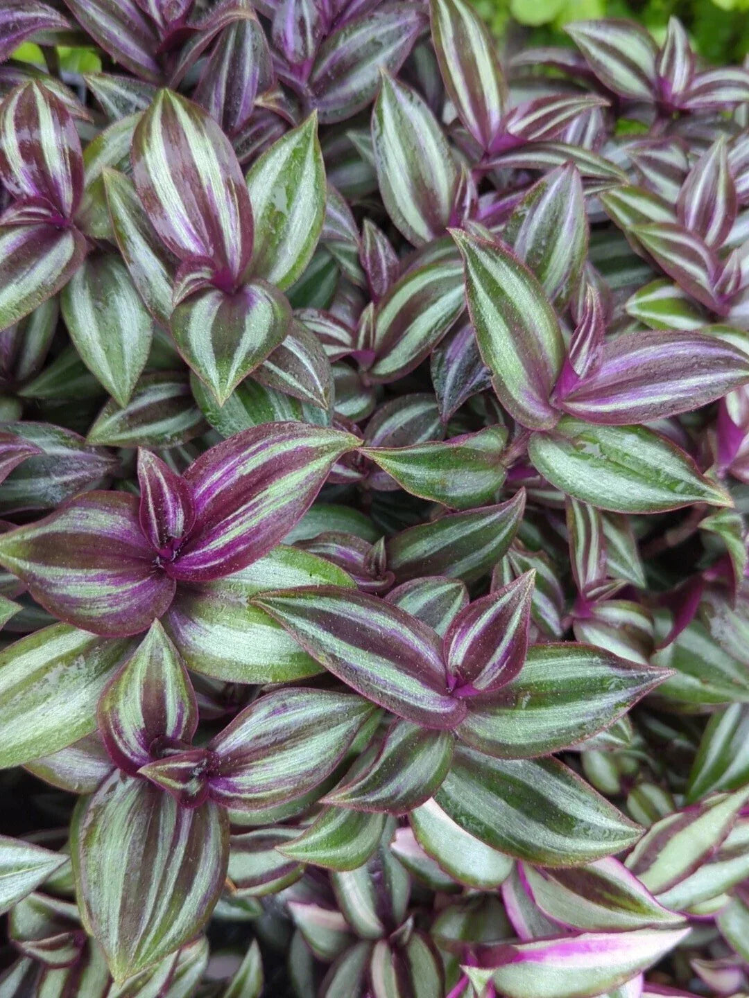 Rare Tradescantia "Evanesce" Cuttings - 8 Pieces - Resilient Wandering Jew - Tradescantia zebrina - Thrives in Extreme Cold