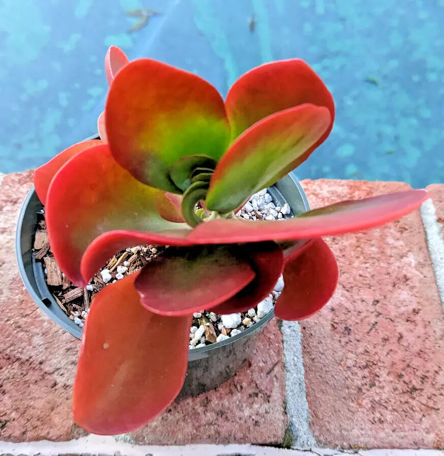 Kalanchoe 'Dragonfire' 4" Pot - Bright Red Leaves - Rare Succulent Plant - Kalanchoe blossfeldiana