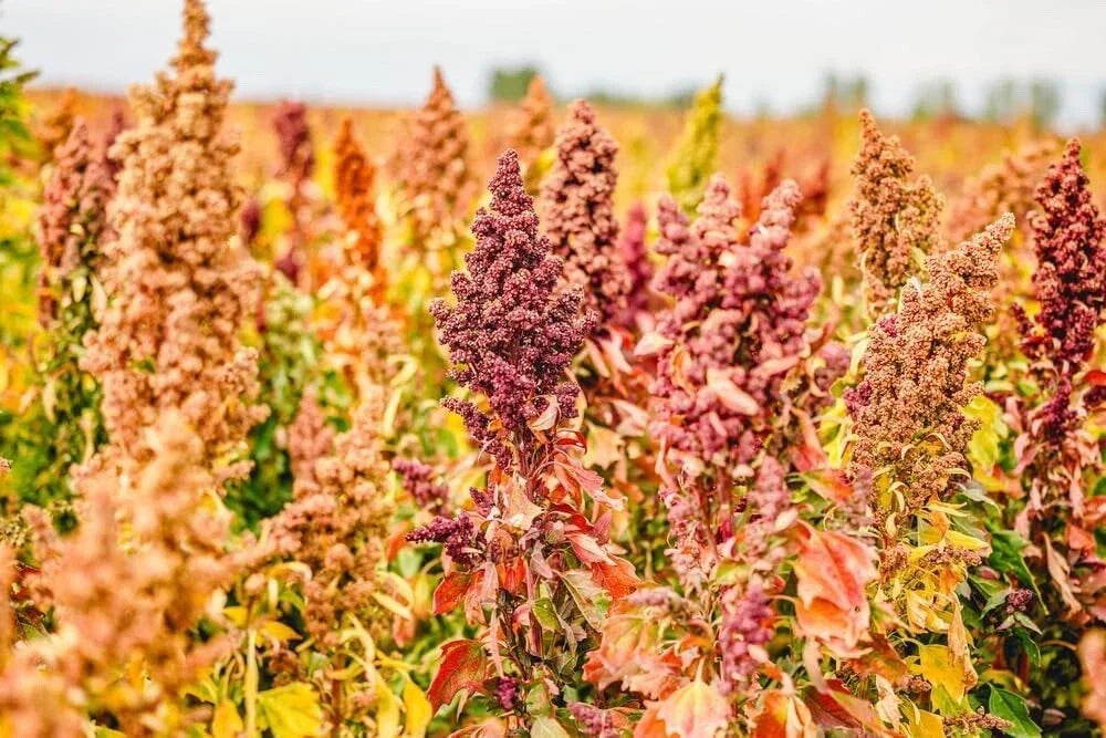 Rainbow Quinoa Seeds - 500 Seeds - Brightest Variety - Chenopodium quinoa - Colorful, Nutritious Garden Planting Seeds
