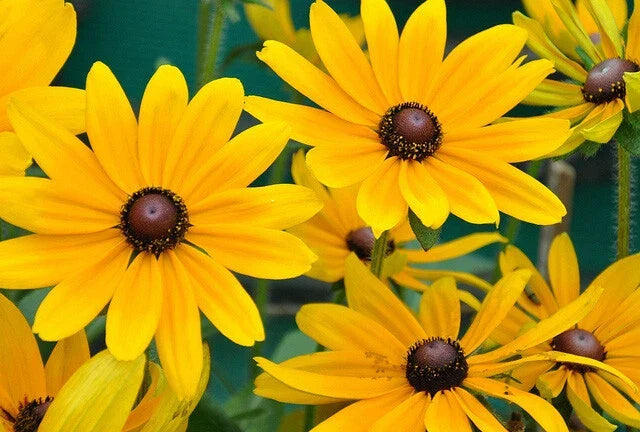 Black Eyed Susan Seeds - 1000 Count Yellow Wildflower - Rudbeckia Hirta - Perennial Garden Plant for Pollinators