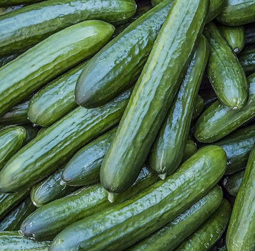 Tendergreen Burpless Cucumber Seeds 50+ Pack, Cucumis sativus, Ideal for Pickling and Fresh Eating, Easy to Grow