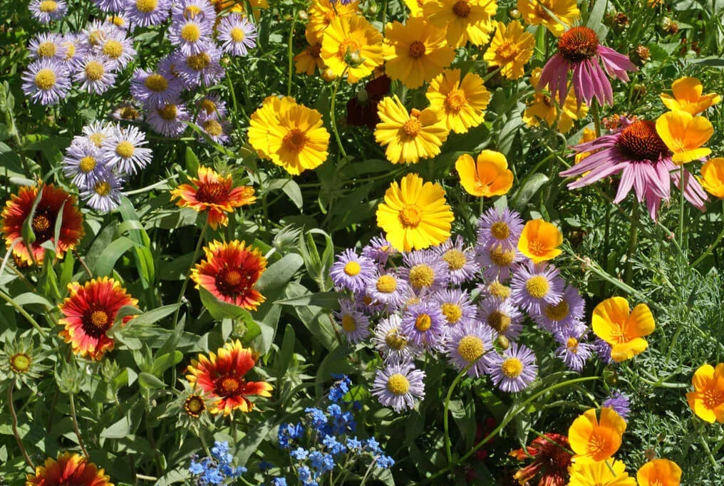 Bee Wildflower Mix Seeds - 100+ Colorful Seeds - 15 Species for Pollinators - Non-GMO Wildflowers - Various Species