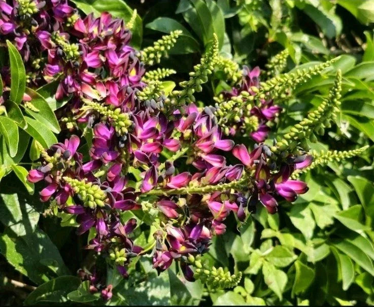 Evergreen Wisteria Purple 2 Gallon Rooted Clipping - Wisteria sinensis - Hardy Climbing Vine for Trellises & Arbors