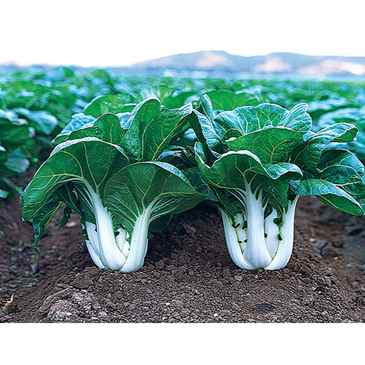Chinese Cabbage Seeds - Joi Choi Variety - Heirloom Non-GMO - Brassica rapa subsp. pekinensis - 200 Seeds Packet