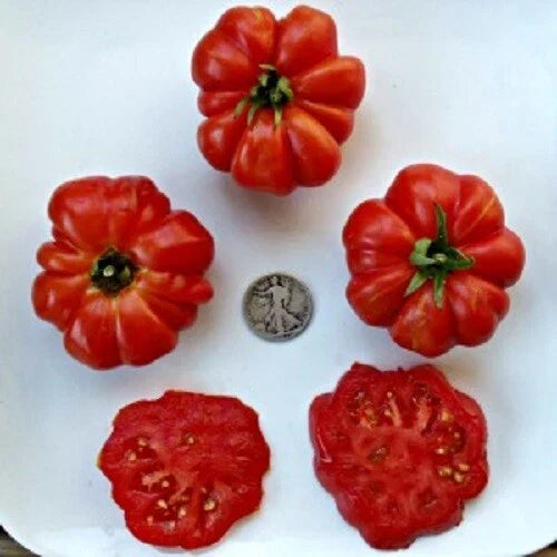 Costoluto Genevese Tomato Seeds - 25 Fresh Heirloom Seeds - Ribbed Red Tomatoes - Solanum lycopersicum - Non-GMO