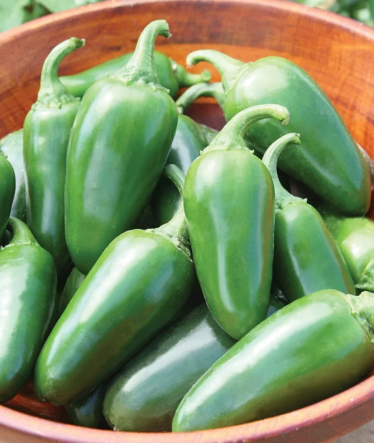 Jalapeno Pepper Seeds - 100+ Seeds - Spicy Capsicum annuum for Planting and Cooking - Versatile Garden Vegetable