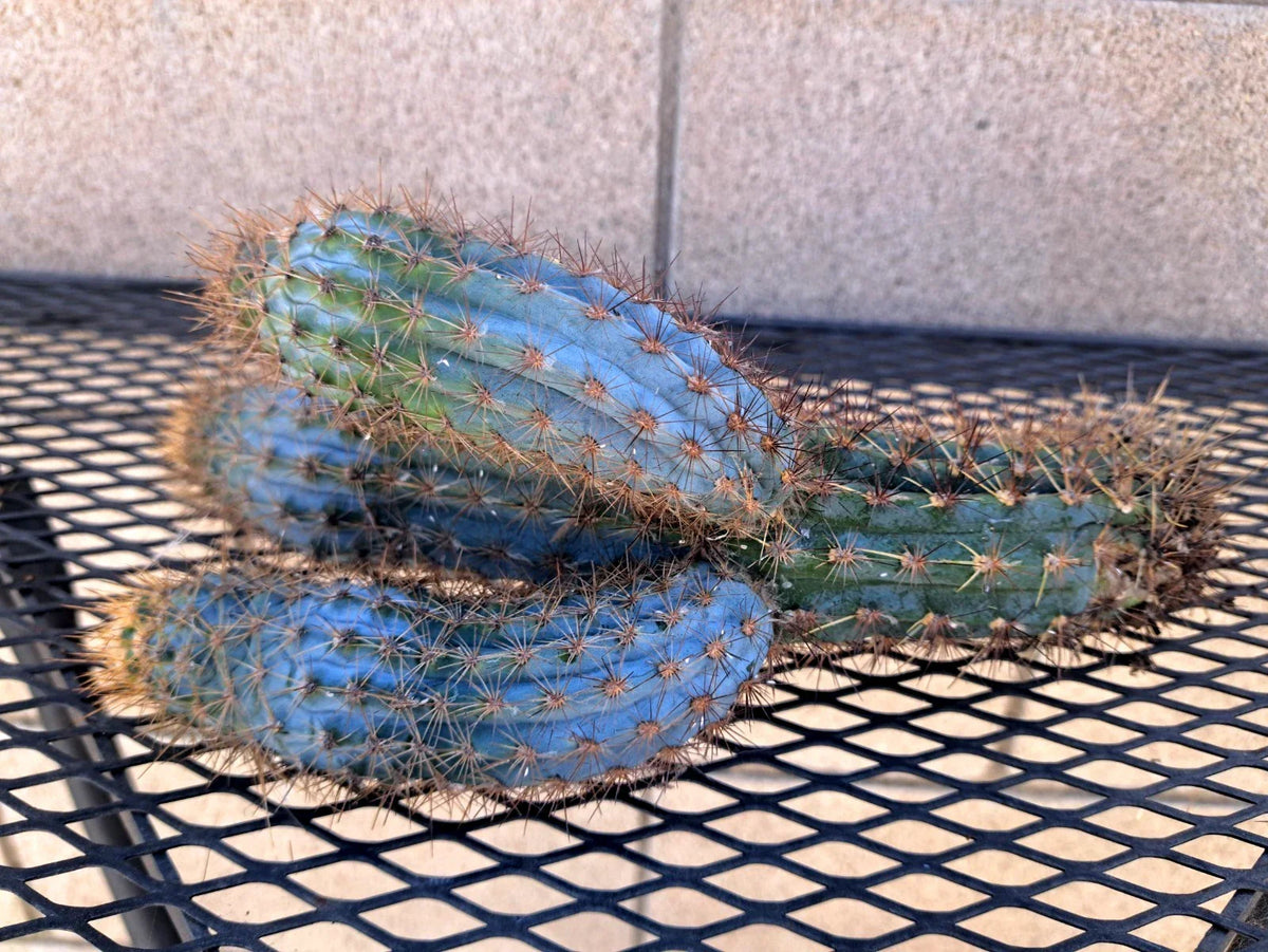 Pilosocereus Flexibilispinus Cactus Cutting 10" - Unique Blue Green Stem Succulent Plant for Propagation - Cactaceae
