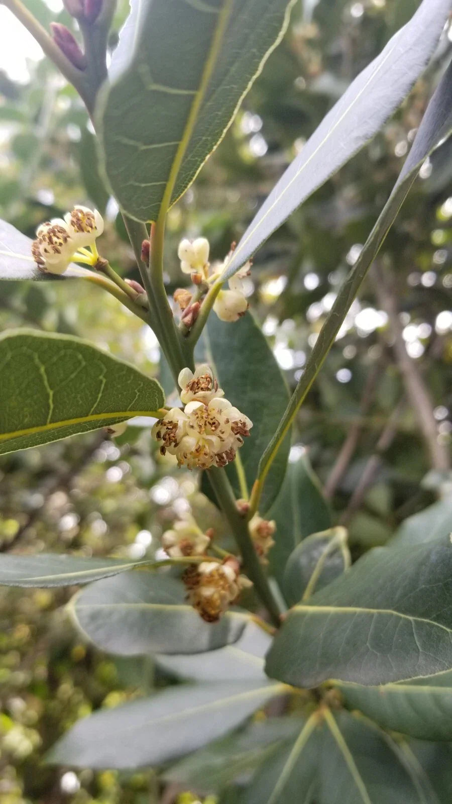 Bay Laurel Tree Cuttings 10 Stems Culinary Plant Bay Leaf (Laurus nobilis) for Propagation