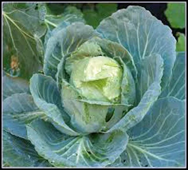 Heirloom Cabbage Seeds - 100 Non-GMO Golden Acre - Brassica oleracea - Compact, Delicious, Easy to Grow for Home Garden