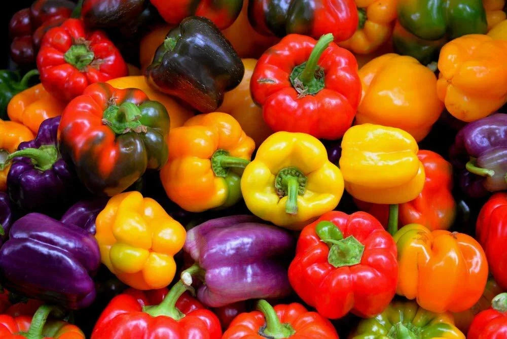 Rainbow Sweet Bell Pepper Seeds - 50 Count - Colorful Variety Mix - Capsicum annuum - Easy to Grow for Home Garden