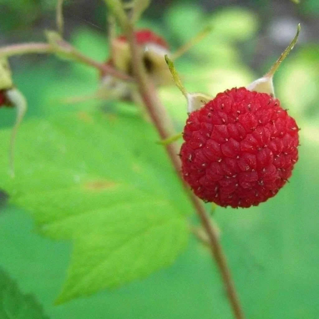 Thimbleberry Raspberry Starter Plant - Thornless, Organic, Self-Pollinating - Rubus parviflorus - Summer Bearing, Zones 3-8