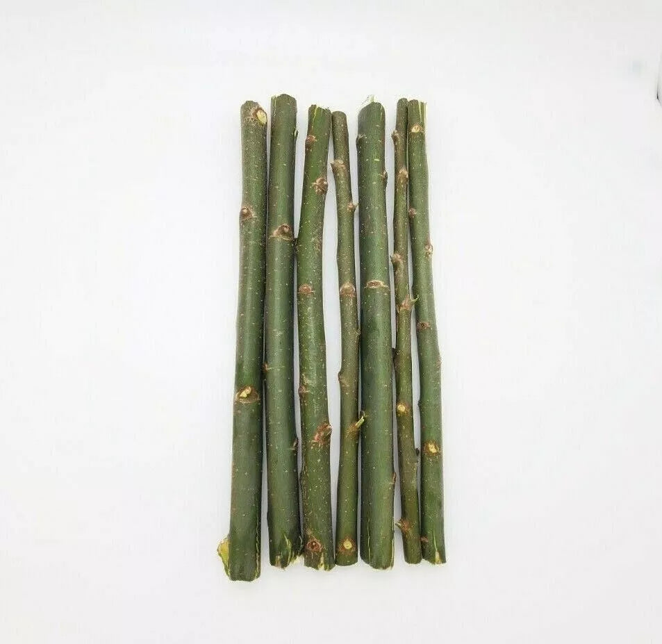 Austree Hybrid Willow Tree Cuttings - 20 Fast Growing Aussie Variety - Salix × sepulcralis for Direct Planting