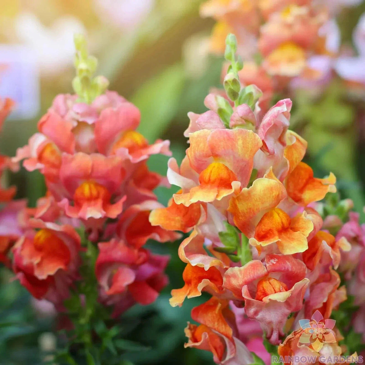 Rocket Bronze Snapdragon Seeds - 1000+ Count - Antirrhinum majus - Non-GMO Garden Planting - Attracts Pollinators