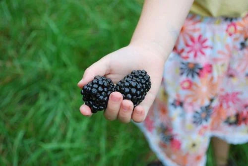 Giant Blackberry Seeds Bulk 1000 - Rubus fruticosus 'Triple Crown' - Medicinal Antioxidant Variety for Home Gardens