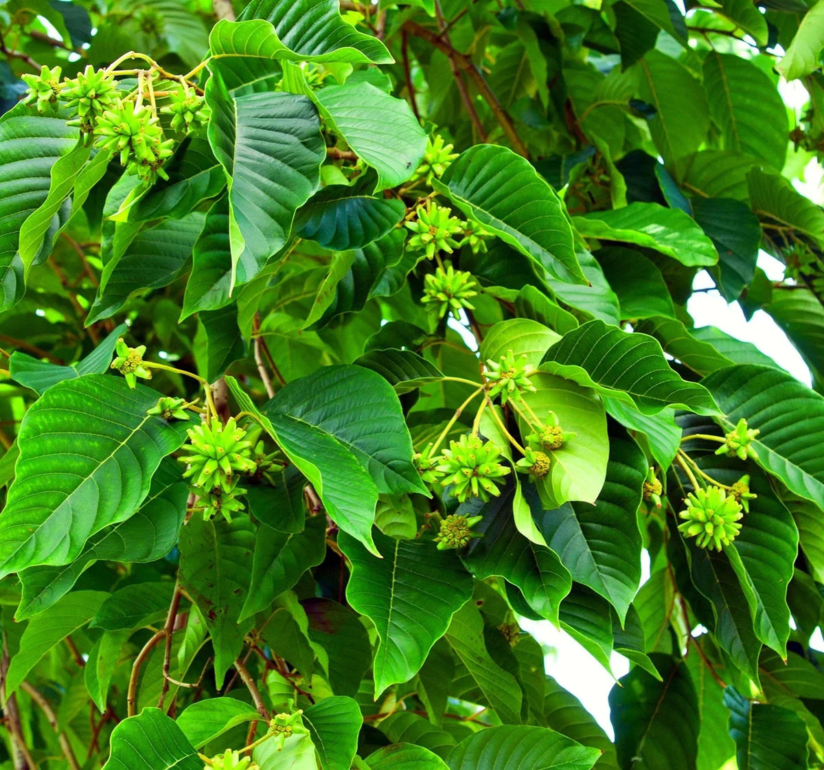 Happy Tree Seeds - 30 Seeds - Camptotheca acuminata - Fast-Growing Shade Tree with Medicinal Uses