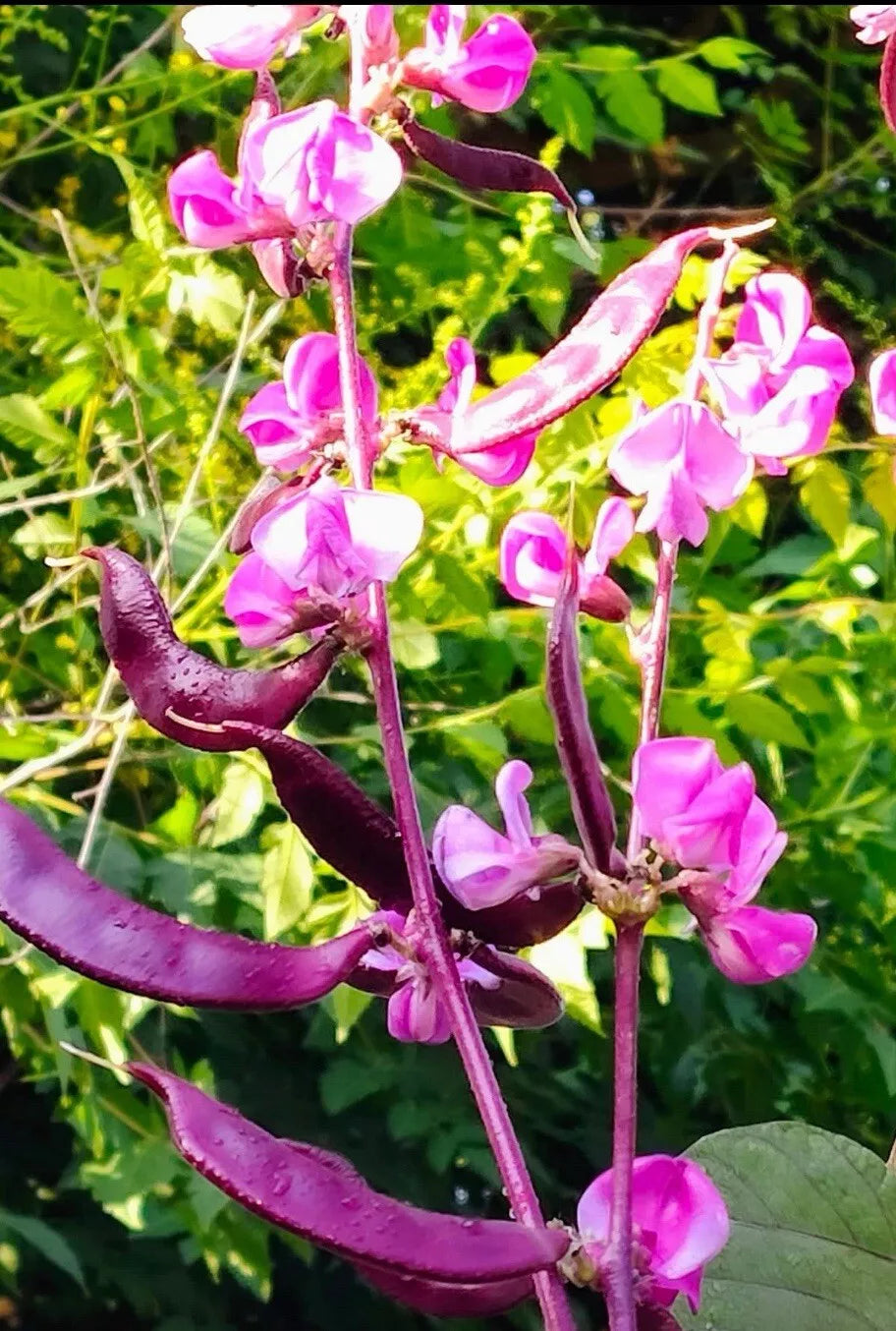 15+ Seeds Purple Moon Hyacinth Bean Lablab purpureus Edible Purple Pods Fast-Growing Climber Non-GMO