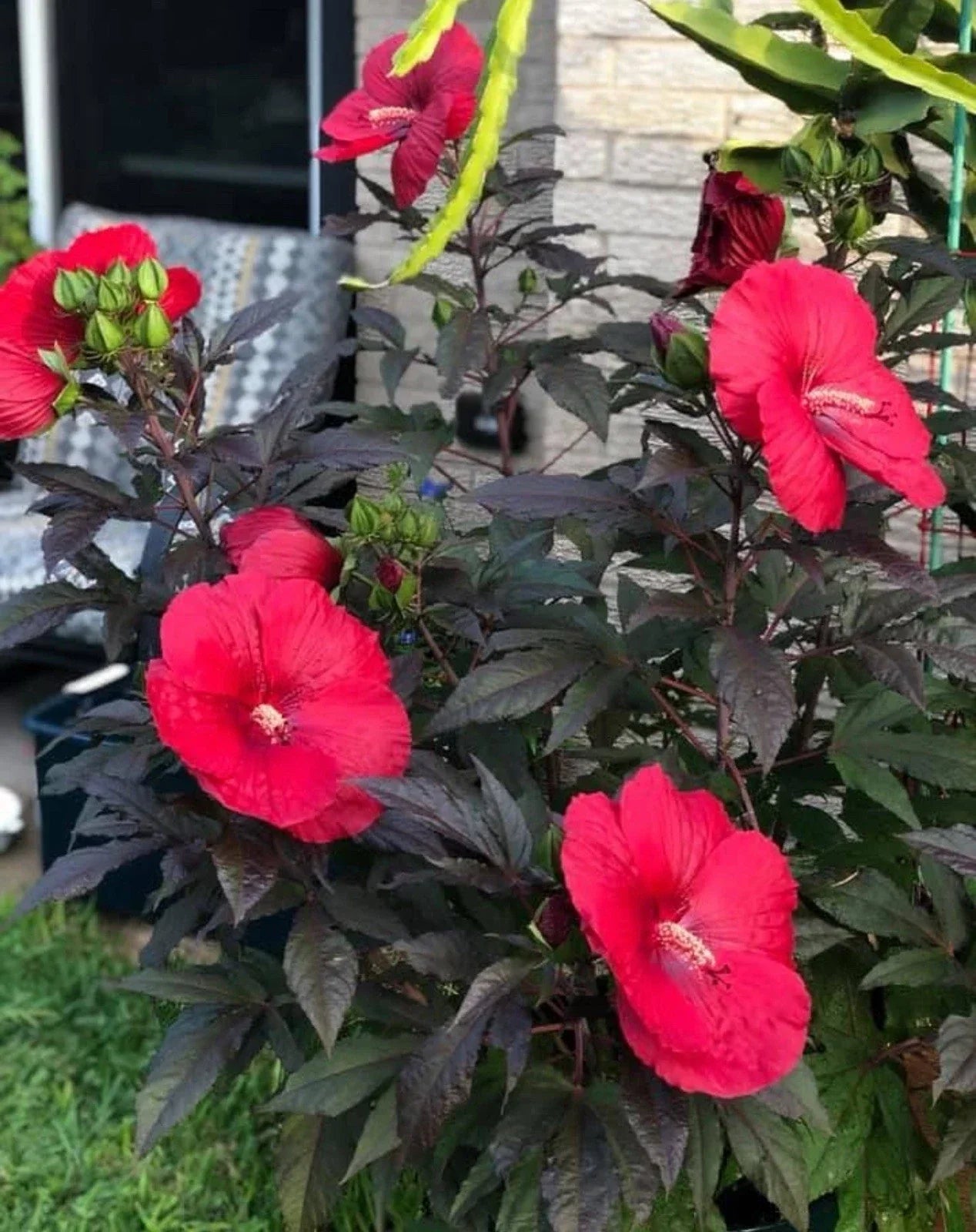 Mimi Hibiscus Plant - Small Rooted Starter - Pink Blooms - Hibiscus moscheutos - 6-8 Inch Flowers - Perfect for Gardens