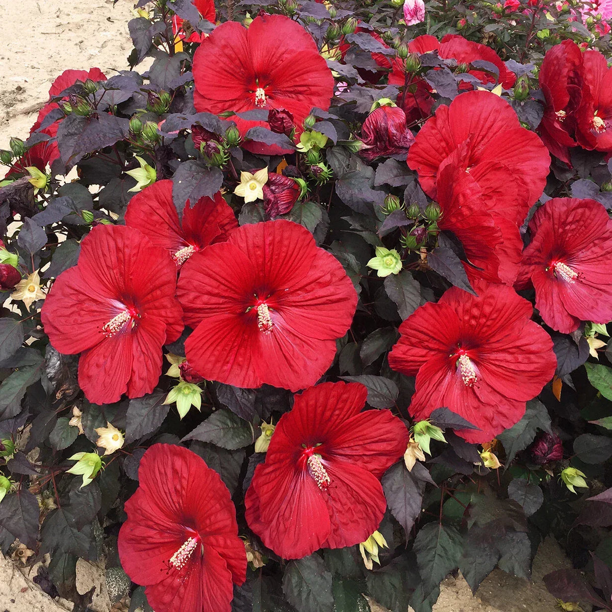 Bush Hibiscus Plant 2.5" Pot Holy Grail Big Red Flower Hibiscus rosa-sinensis, Hardy, Drought-Tolerant, Pollinator-Friendly