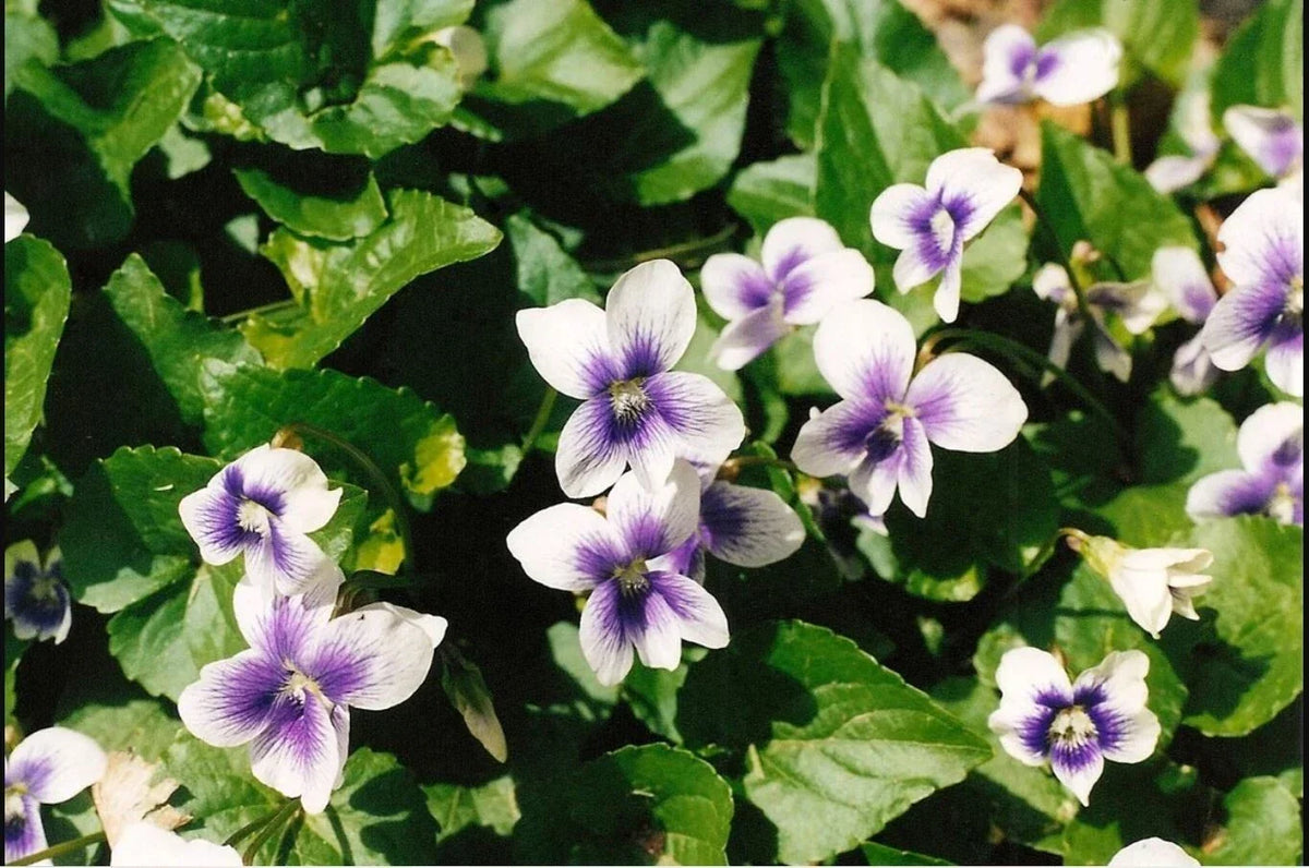 Wild Violets Mix 20 Bare Root Plants Purple White Viola sororia Perennial Edible Shade Garden Flowers