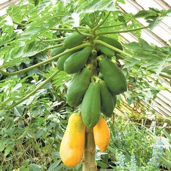 Tainung Papaya Seeds - 25+ Pack - Tropical Fruit - Carica papaya - Non-GMO - Fast Shipping - USA