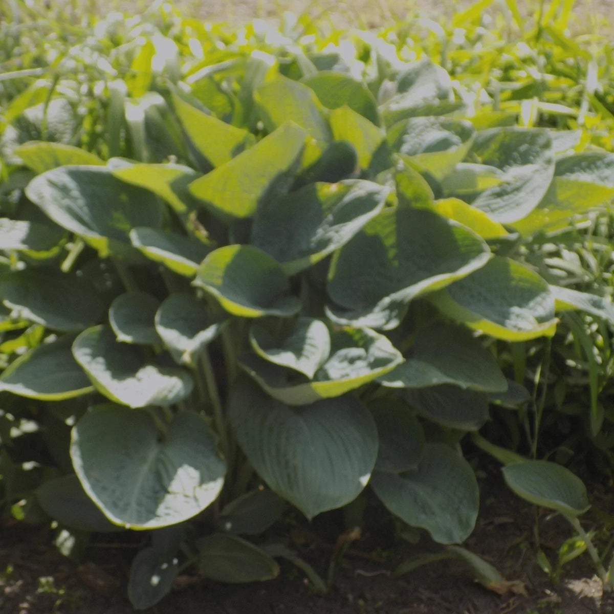 Giant Hosta Plant - 1 Gallon - Powder Blue Foliage - Hosta 'Powder Blue' - Fast-Growing Perennial for Shade Gardens