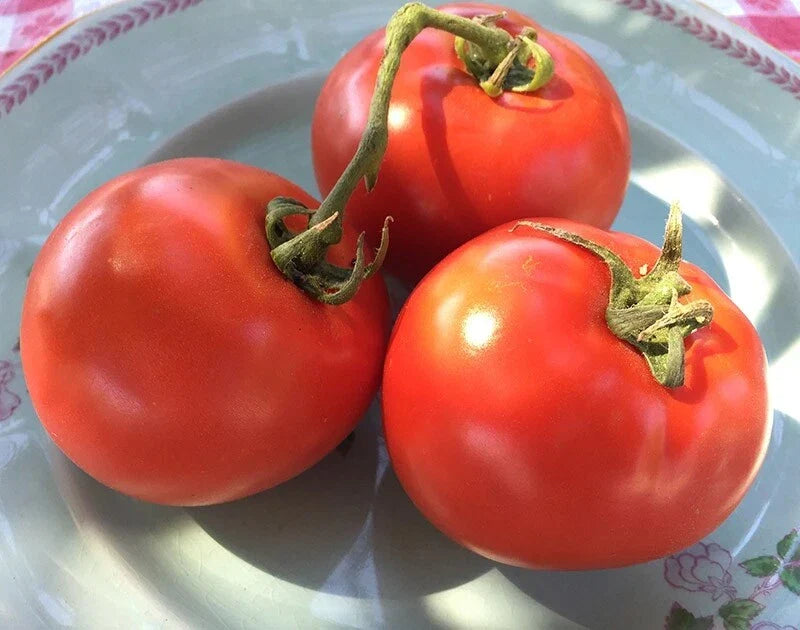Homestead Tomato Seeds, 50 Count, Heirloom, Non-GMO, Solanum lycopersicum - Perfect for Home Gardening and Fresh Culinary Use