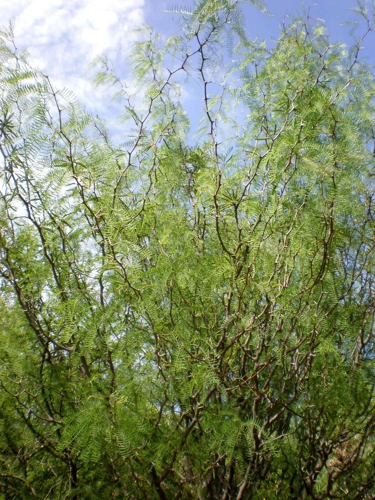 Chilean Mesquite Seeds, 30 Count, Drought-Tolerant Tree, Prosopis chilensis, Ideal for Landscaping & Erosion Control
