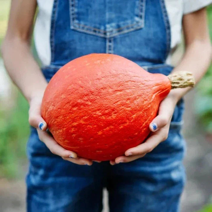 Baby Red Hubbard Squash Seeds - 5/8 lbs Heirloom Organic Non-GMO - Orange Hokkaido Variety - Cucurbita maxima