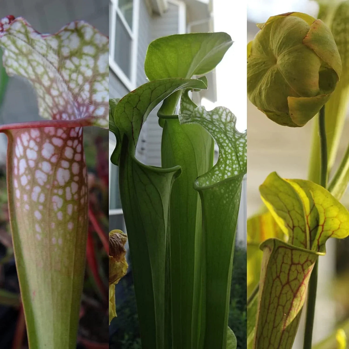 LIVE Carnivorous Pitcher Plant - Bare Root - Sarracenia - Beginner Friendly - Nature’s Pest Control - Indoor Garden Plant