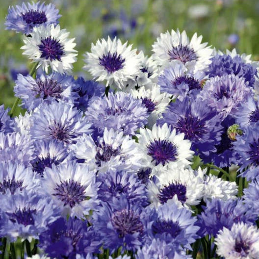 Cornflower Seeds 200 Count Fantastic Mix Non-GMO Centaurea cyanus Sun/Partial Shade Attracts Pollinators