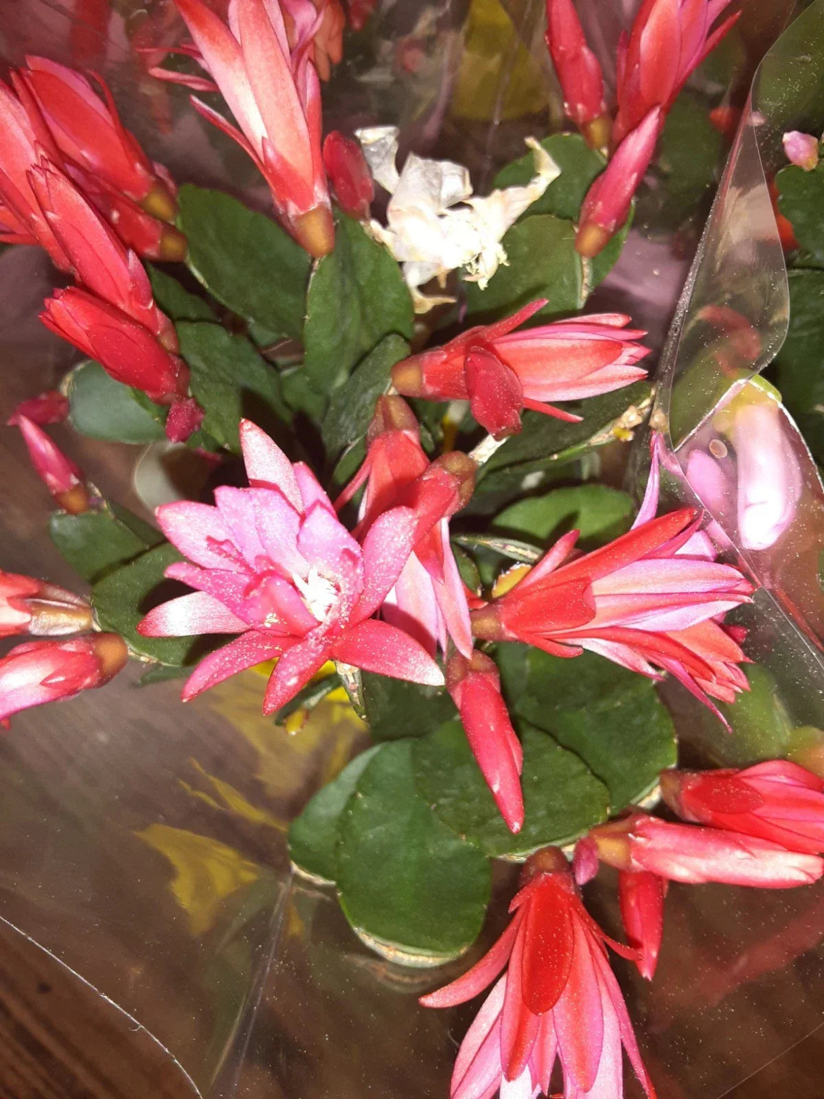 Dark Pink Magenta Easter Cactus Cutting - Live Plant Propagation Material - Schlumbergera spp.