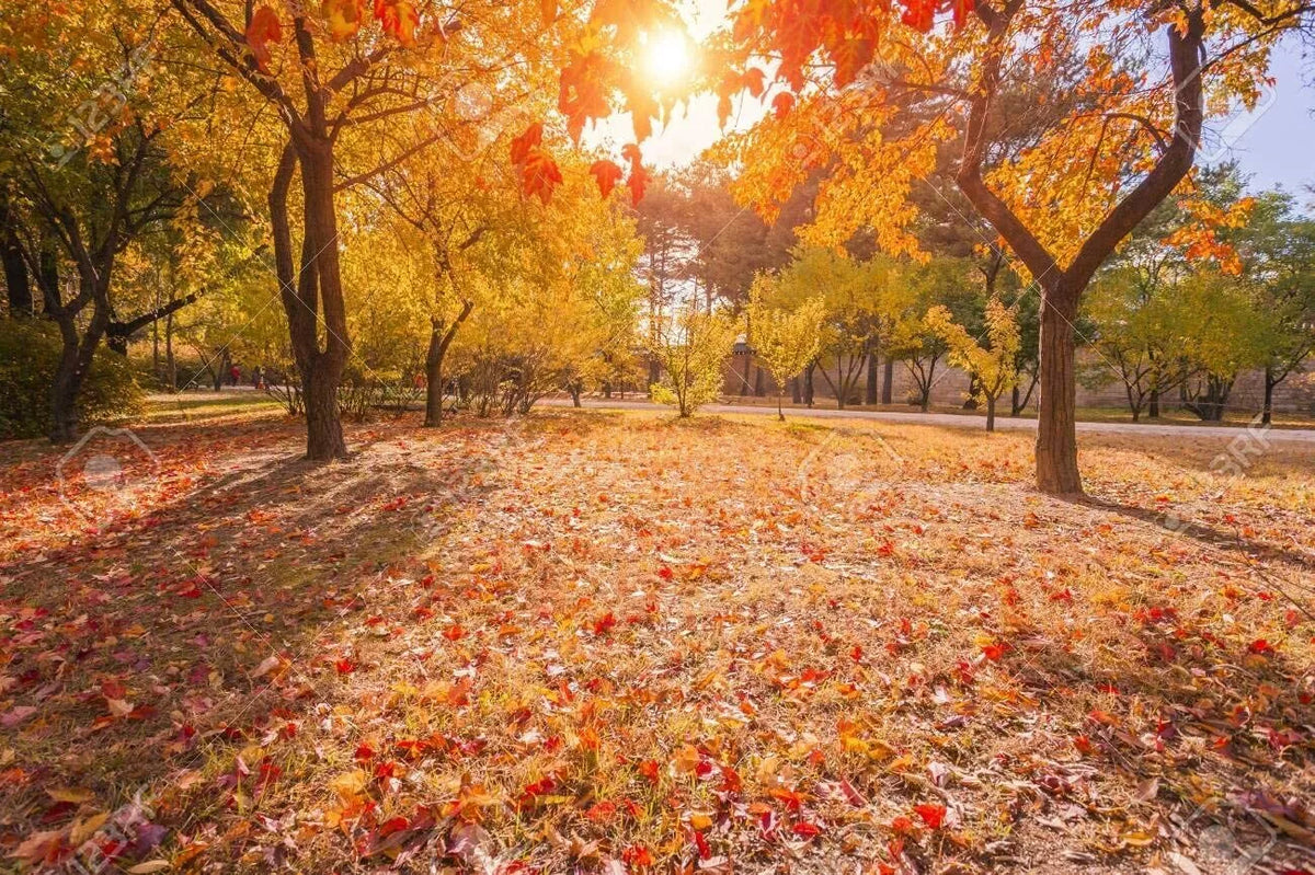 50 Sugar Maple Seeds - Vibrant Yellow Fall Leaves - Acer Saccharum - Ideal for Gardening & Landscaping
