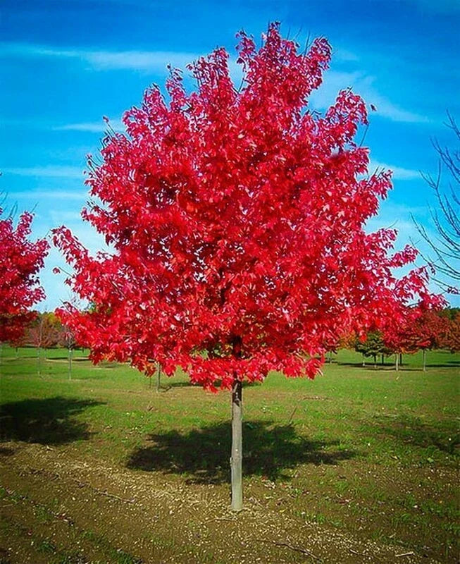 Red Maple Tree Live Plant 1-4 Years Old Acer rubrum Vibrant Fall Foliage Ideal for Landscaping